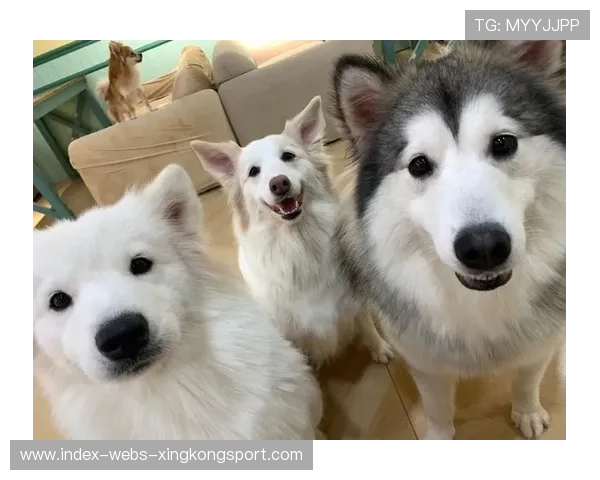 世界冠军与狗狗一起训练萌翻